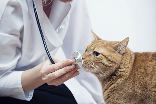 Inflammation perianalny glands in cats: symptoms and treatment