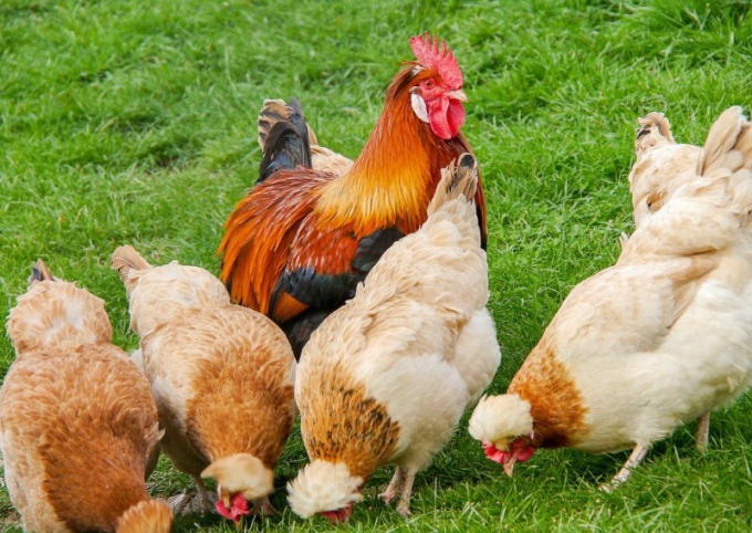 Can chickens lay eggs without rooster? 