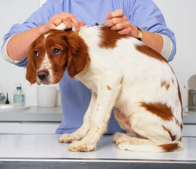 What is the reaction of dogs vaccinated against distemper 