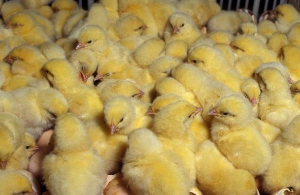 The broiler industry
