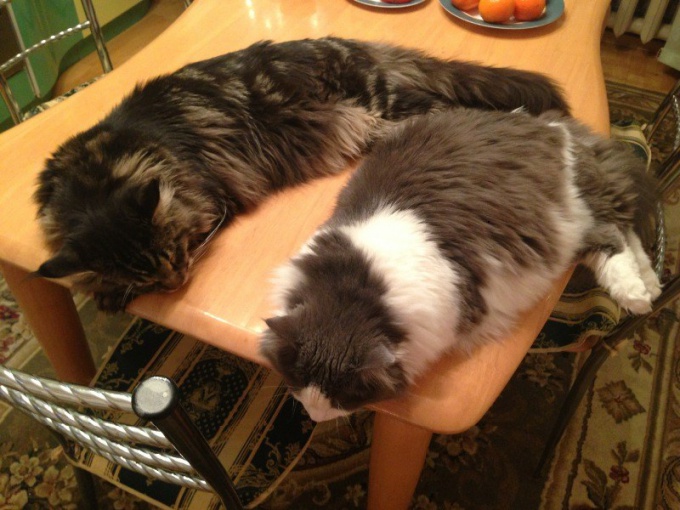Как отучить кошку спать на кухонном столе