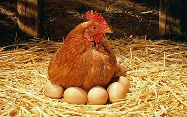 Of laying hens can be kept in the country 