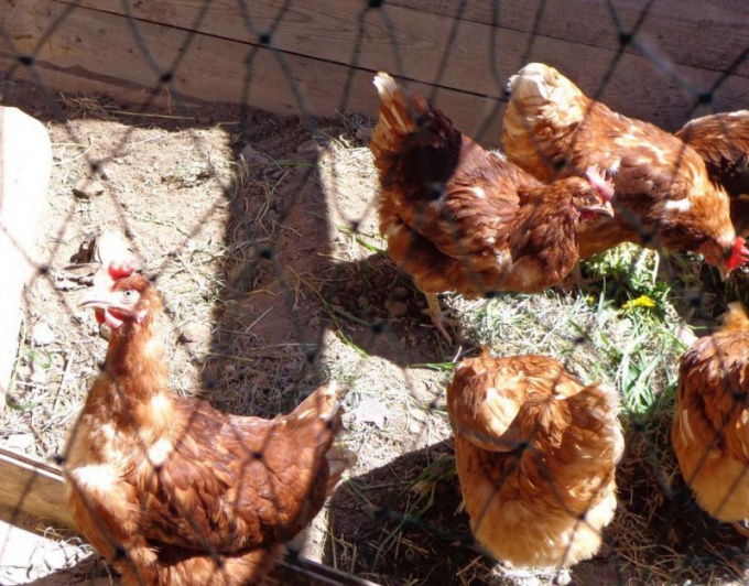 Laying hens need special nutrition