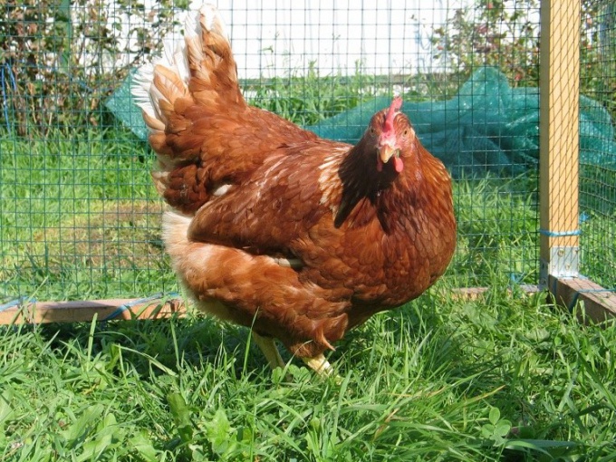 A laying hen