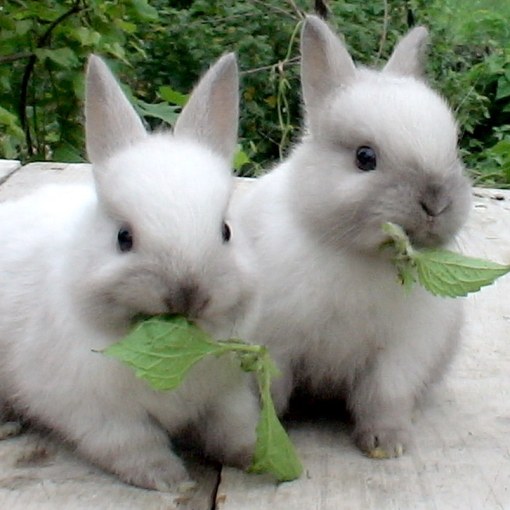 Кролики: разведение, выращивание, кормление, уход 