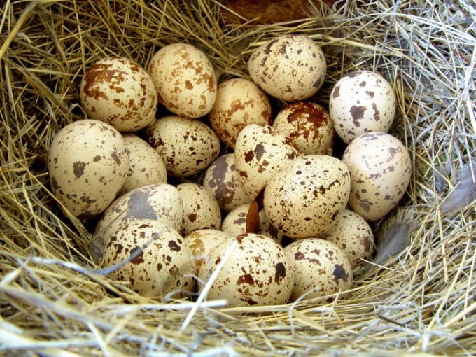 Quail eggs medicinal properties