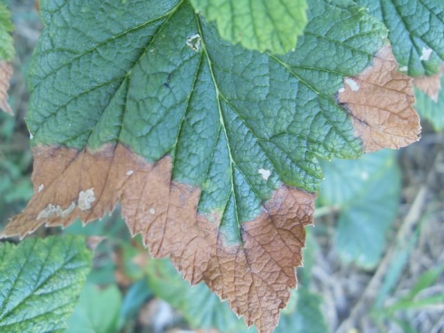 Diseases of the currant: diagnosis and treatment