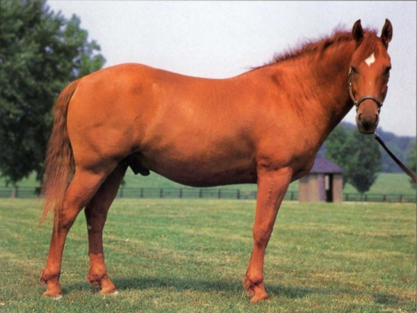 Какие есть породы лошадей