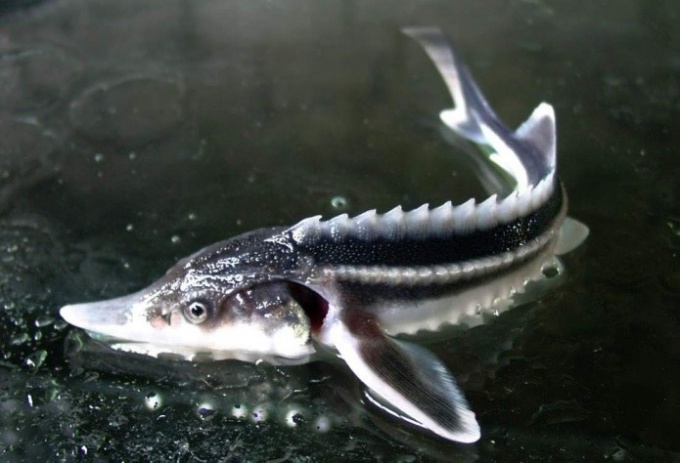 Sturgeon fish: breeding 