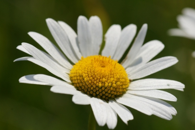 The use of chamomile in hair care