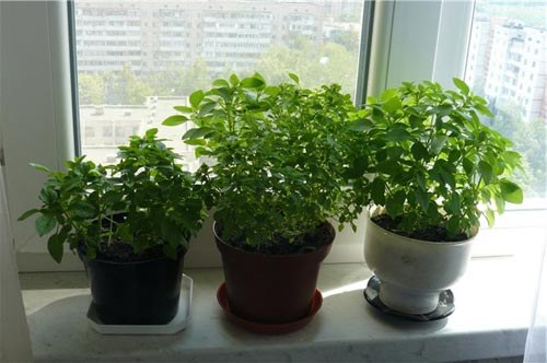 The cultivation of mint on the windowsill