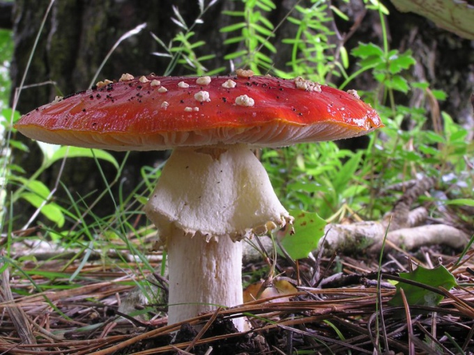 Мухомор - один из самых ядовитых грибов в мире!