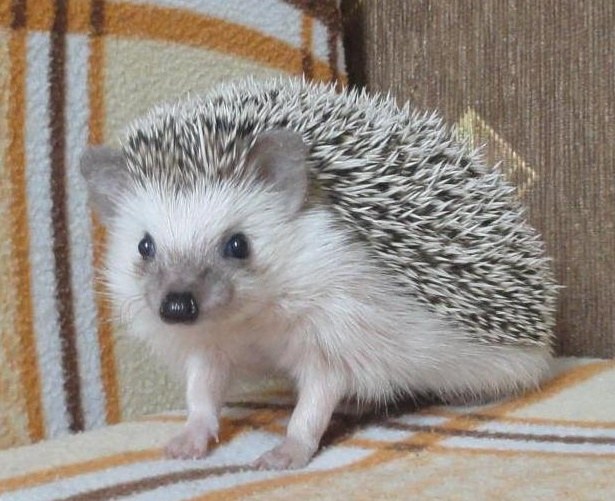 How to care for a hedgehog