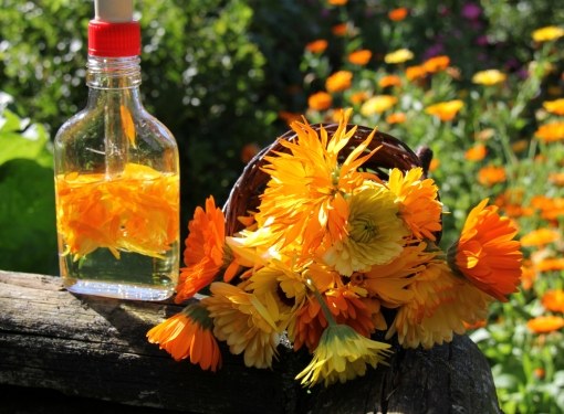 Calendula tincture – a real panacea for anyone who has skin problems. Its composition is simple – calendula flowers, infused in alcohol