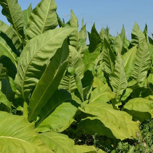 How to prepare a tincture of tobacco for flowers