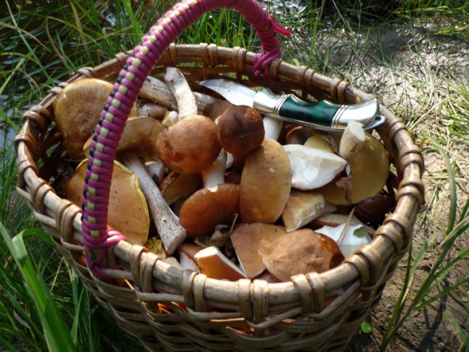 Как правильно собирать грибы