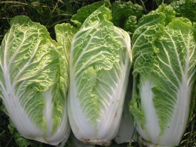 How to grow cabbage