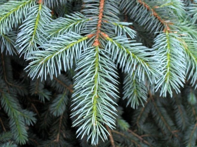 How to trim a spruce tree