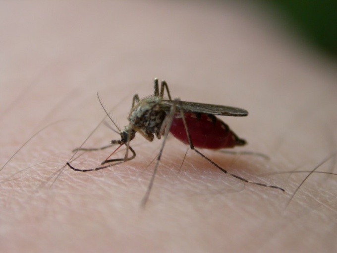 Как лечить комариные укусы
