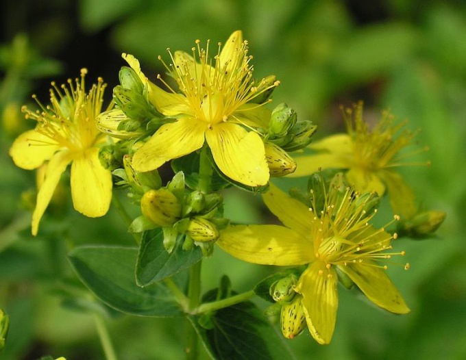 How to brew and drink St. John's wort