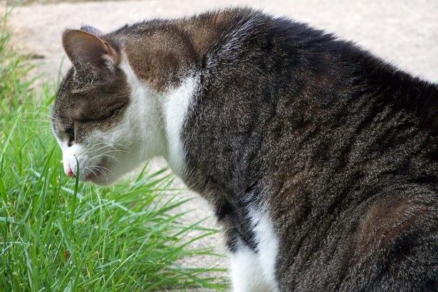 Vomiting in cats is not always caused by health problems
