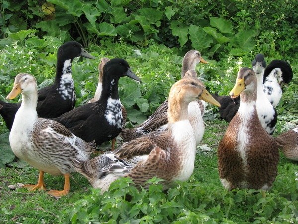 Bashkir ducks: breeding 