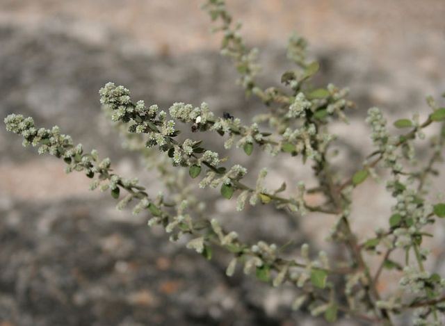 Эрва шерстистая - уникальное садовое растение 