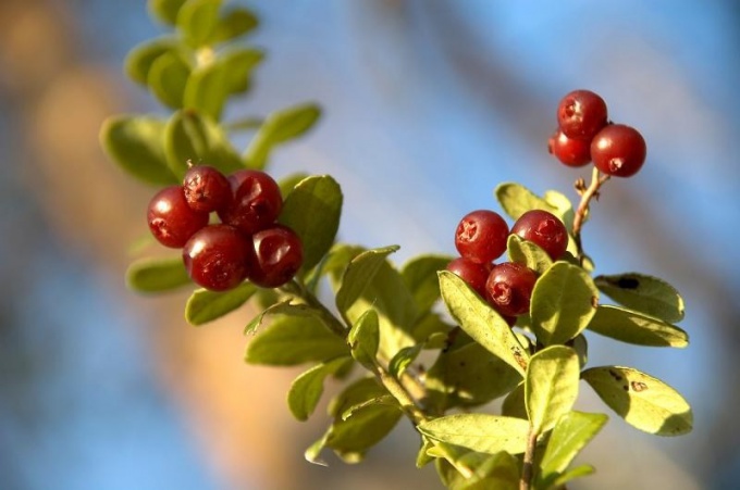 Cowberry leaf: a unique healing agent 