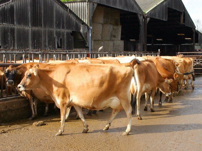 Dairy cow (picture from the site Photogen) 