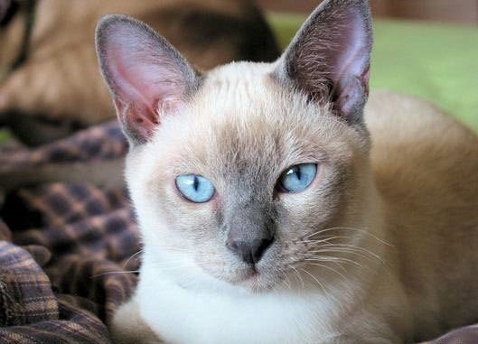 Тонкинская кошка: особенности породы