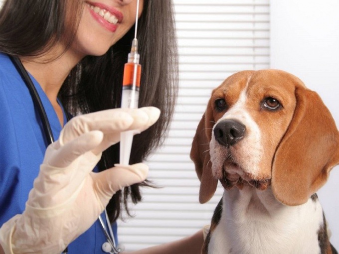 "Imunofan in cancer for dogs: manual