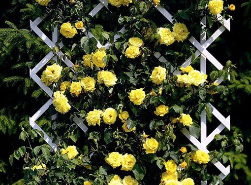 How to cover a climbing rose