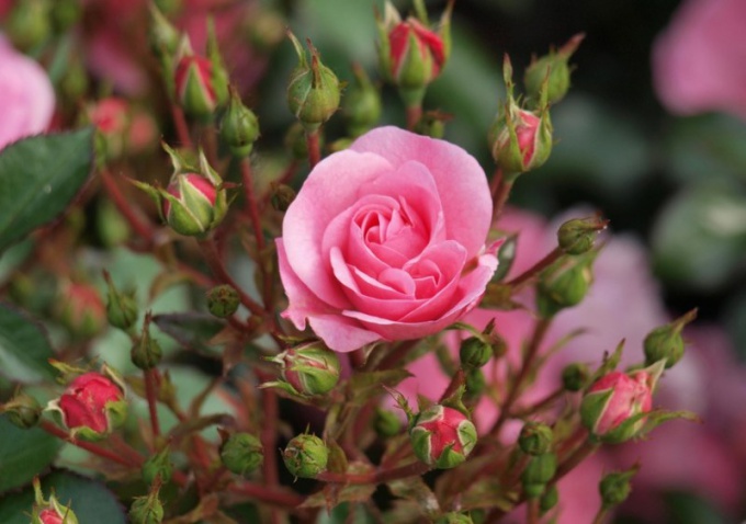 В чем особенность садовой розы