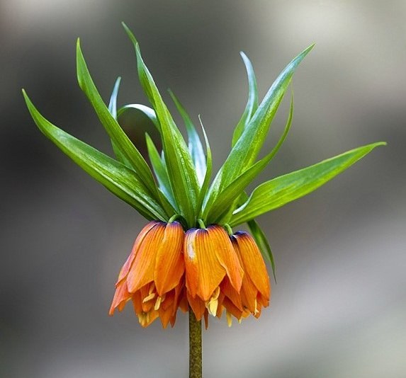 Цветок рябчика императорского