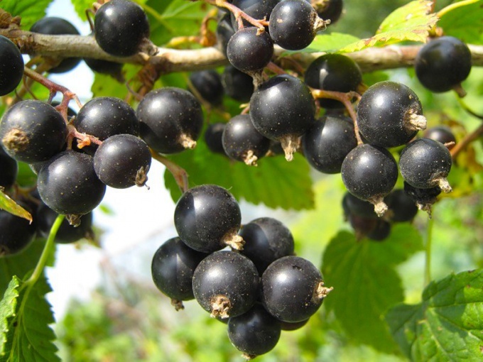 How to dry black currants