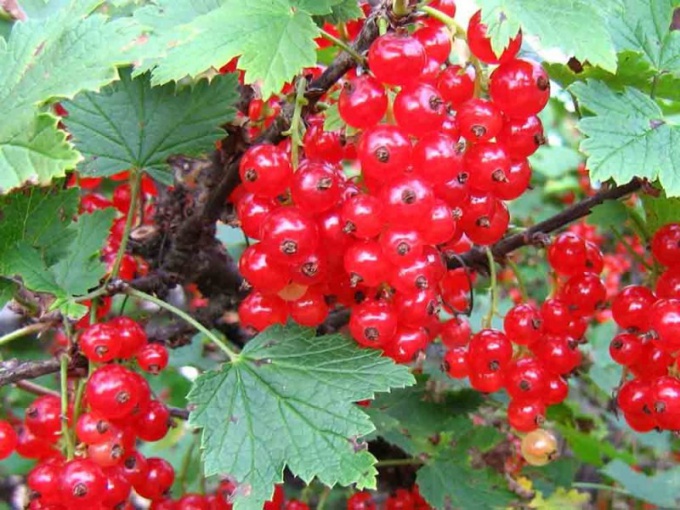 How to plant red currants