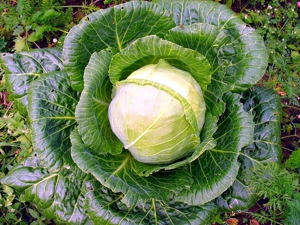 How to sit on the cabbage diet