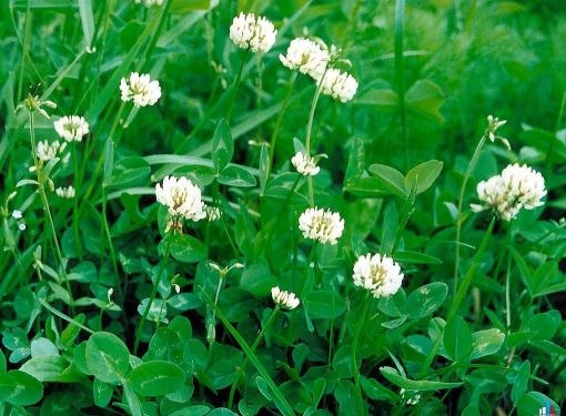 A lawn of clover looks better than classic