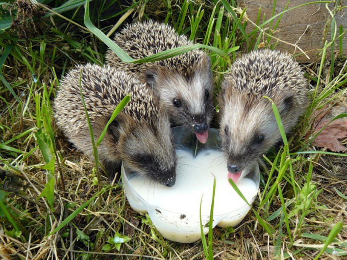 Why do hedgehogs like milk