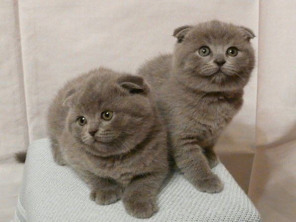 Scottish fold kitten