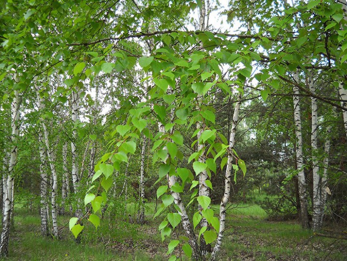 Листья березы: полезные свойства и применение 