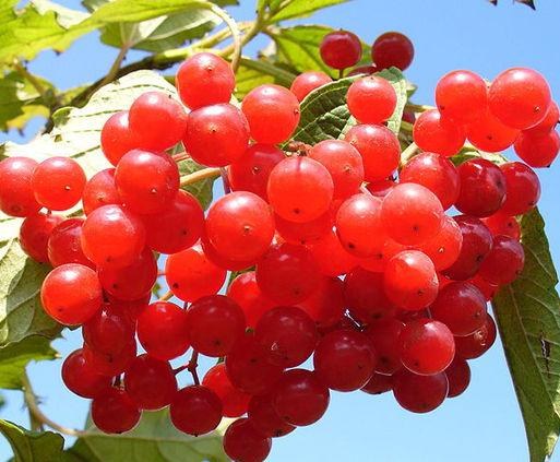 Viburnum berries