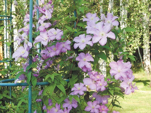 Clematis on a metal pole