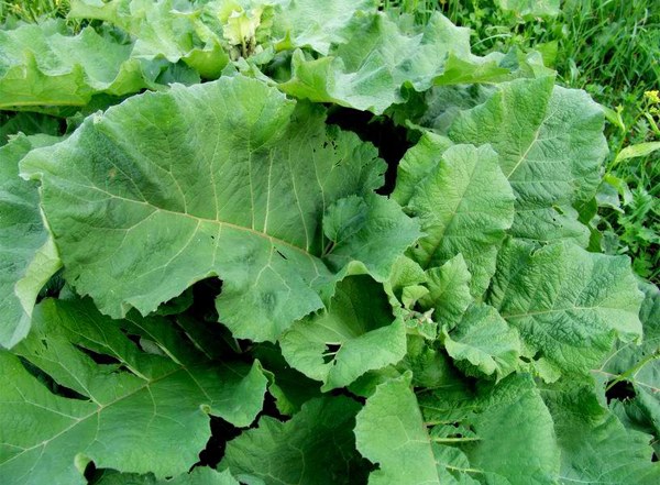 Medicinal properties of the leaves of burdock