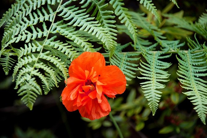 Как выглядит цветок папоротника фото в лесу