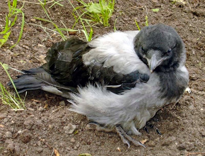 Reared house crow can be a real friend