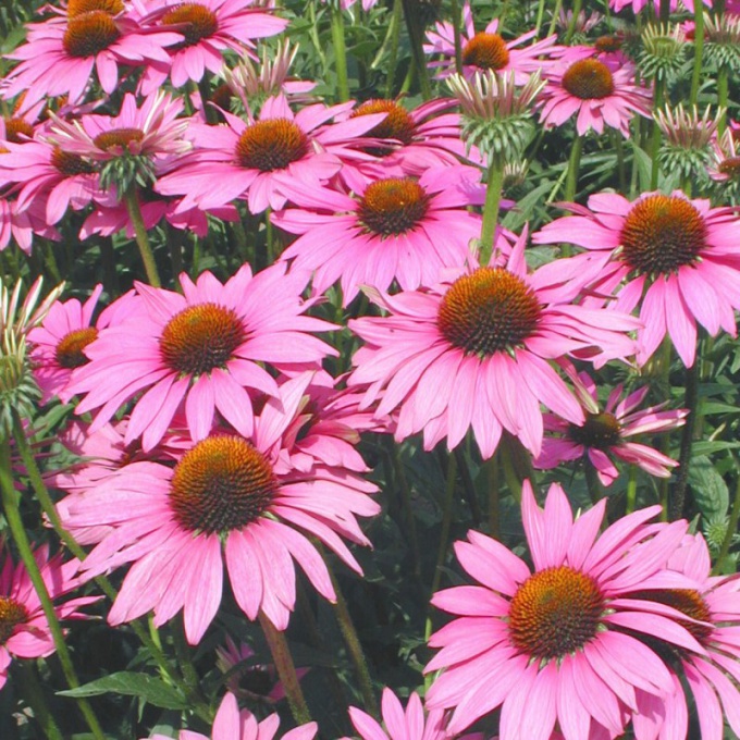 At what age can give your child Echinacea 