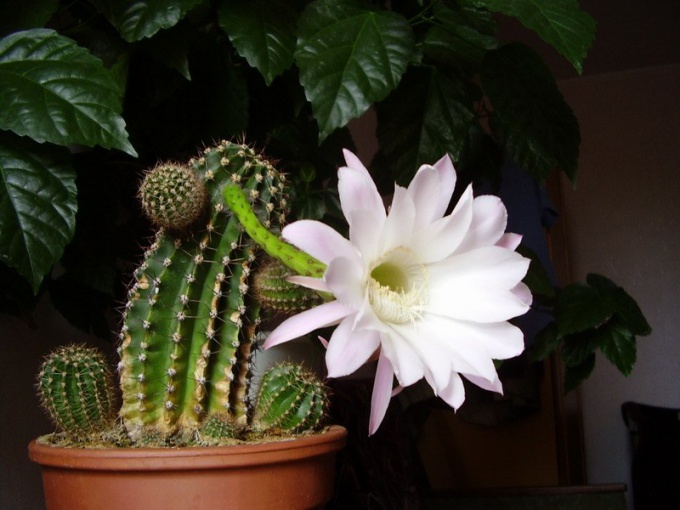 Why not cactus blooms home