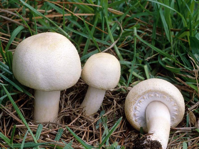 Где можно купить семена грибов шампиньонов