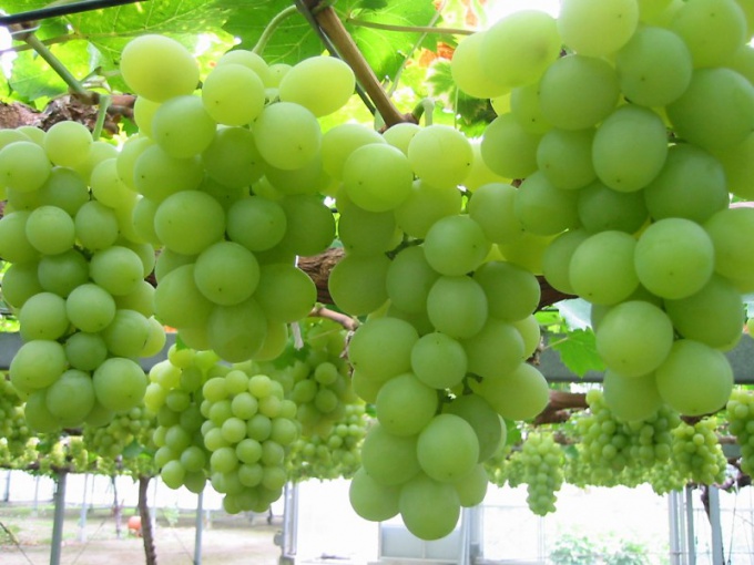 Как защитить виноград от ос: самые эффективные методы 